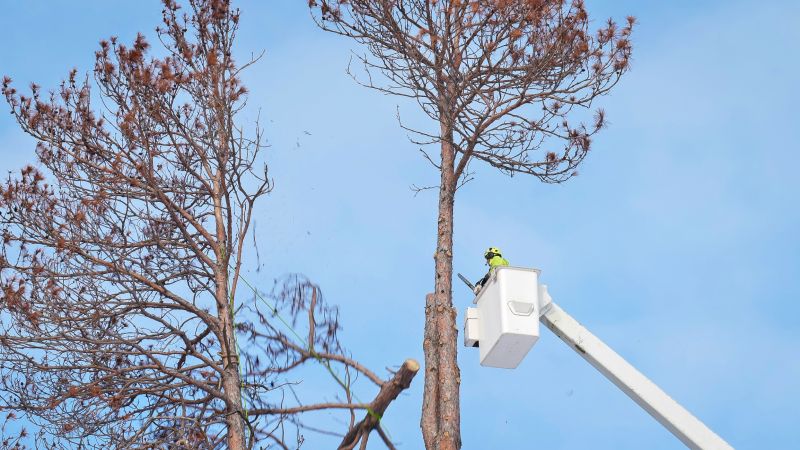 Increase Your Tree Removal Business with an AI Driven, Targeted Website
