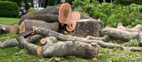 Large Tree Removal in Lewes