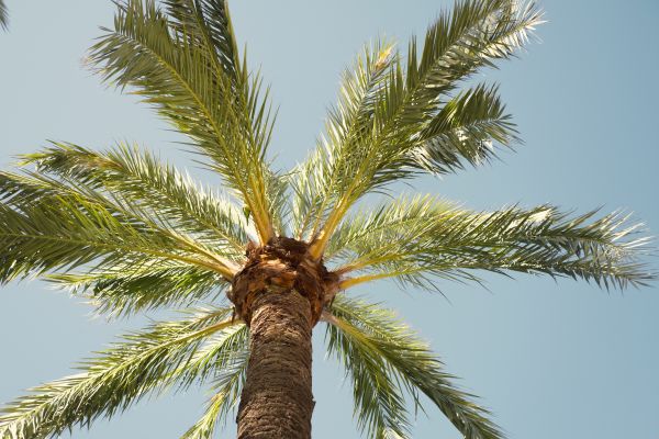 Palm Tree Removal in Lewes