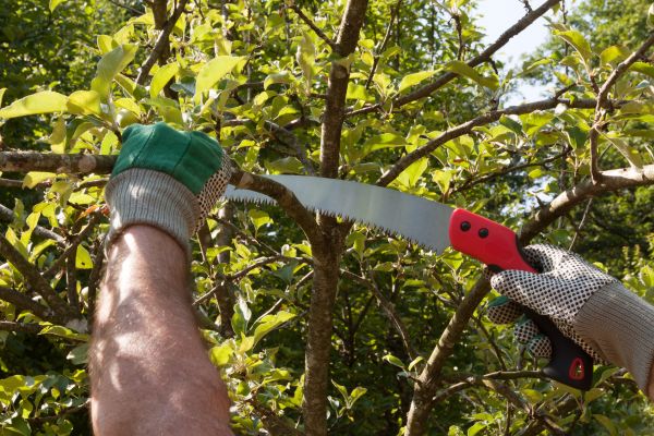 Small Tree Removal in Lewes