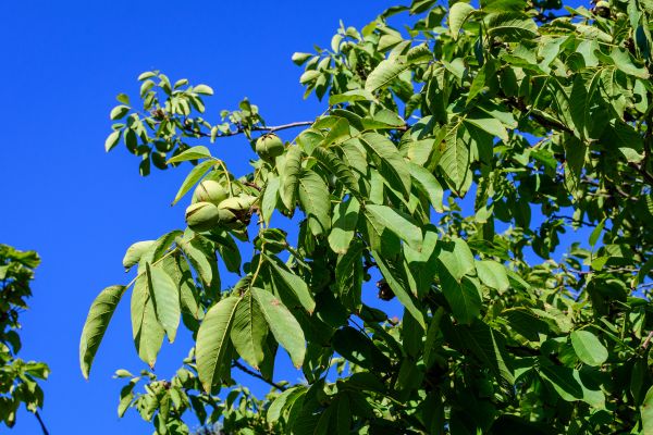 Cost of Walnut Tree Removal in Lewes