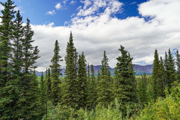 Cost of Spruce Tree Removal in Lewes