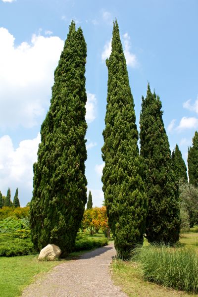 Cost of Cypress Tree Removal in Lewes