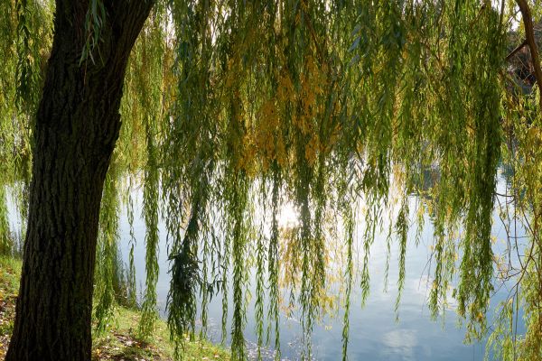 Cost of Willow Tree Removal in Lewes