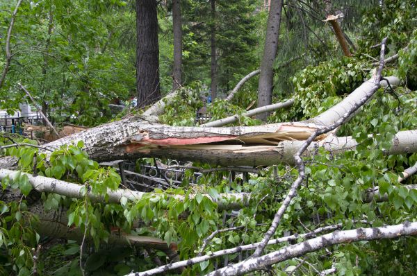 Cost of Birch Tree Removal in Lewes