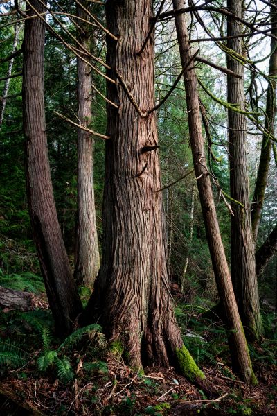 Cost of Cedar Tree Removal in Lewes