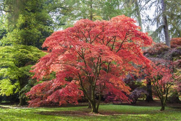 Cost of Maple Tree Removal in Lewes
