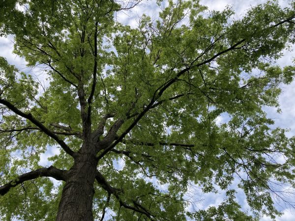 Cost of Oak Tree Removal in Lewes