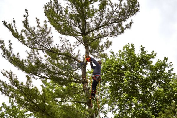 Cost of Pine Tree Removal in Lewes