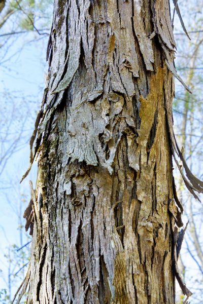 Cost of Hickory Tree Removal in Lewes
