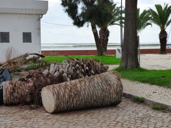 Palm Trees Removal in Lewes