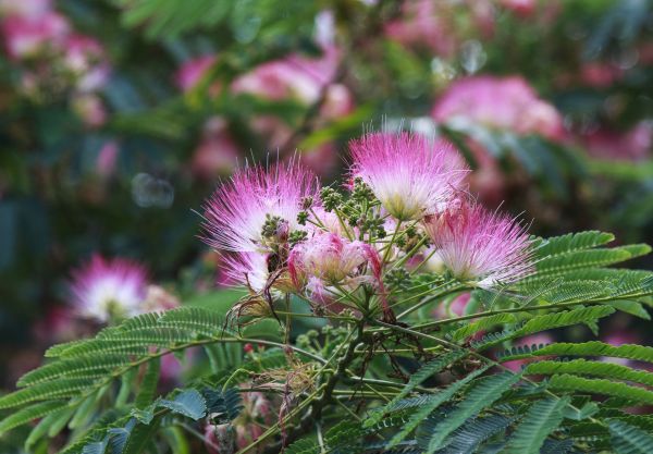 Cost of Mimosa Tree Removal in Lewes