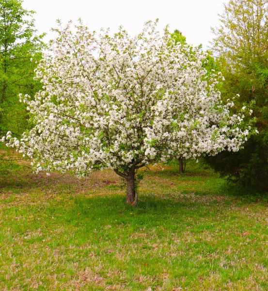Cost of Dogwood Tree Removal in Lewes