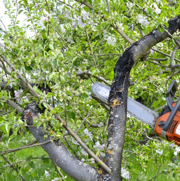 Cost of Apple Tree Removal in Lewes