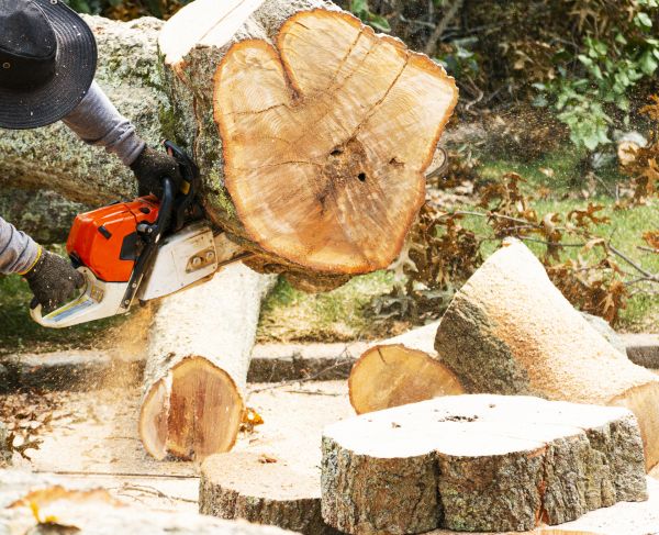 Tree Removal Service in Lewes