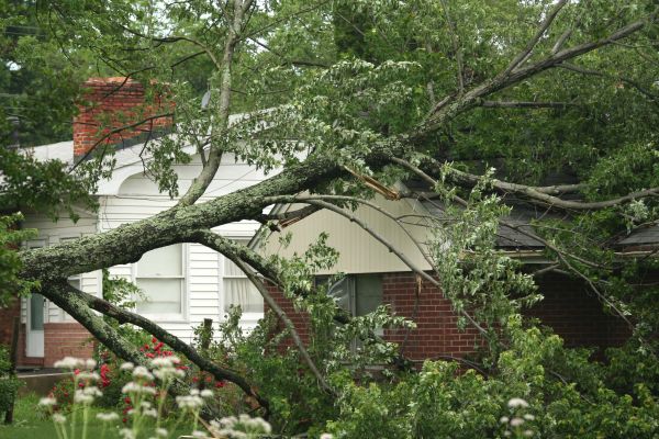 Emergency Tree Removal in Lewes