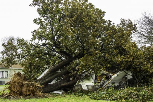 Fallen Tree Removal in Lewes
