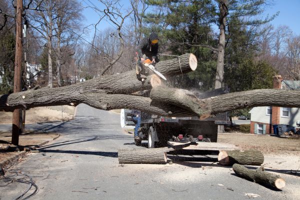 Cost of Residential Tree Removal in Lewes