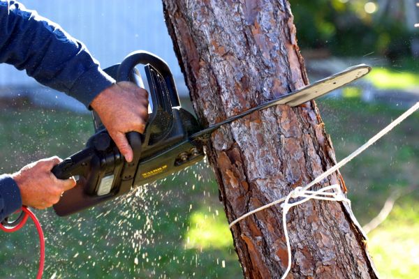 Dead Tree Removal in Lewes