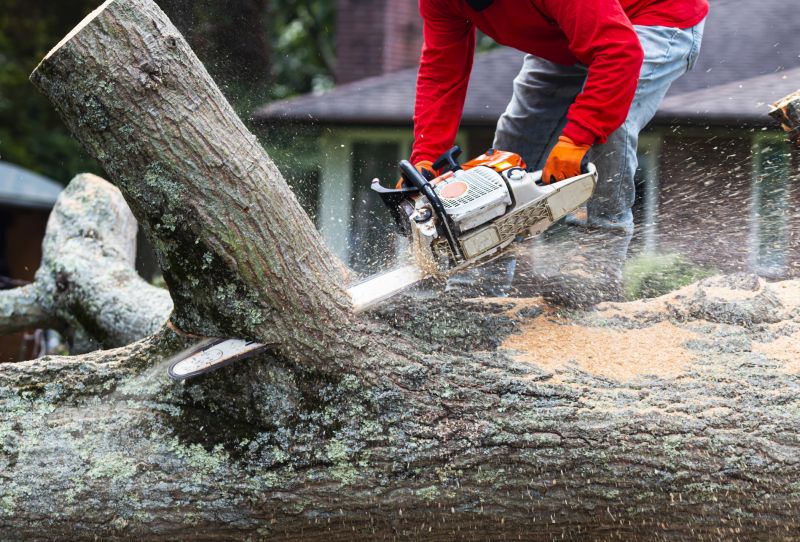 Tree Removal Service detail