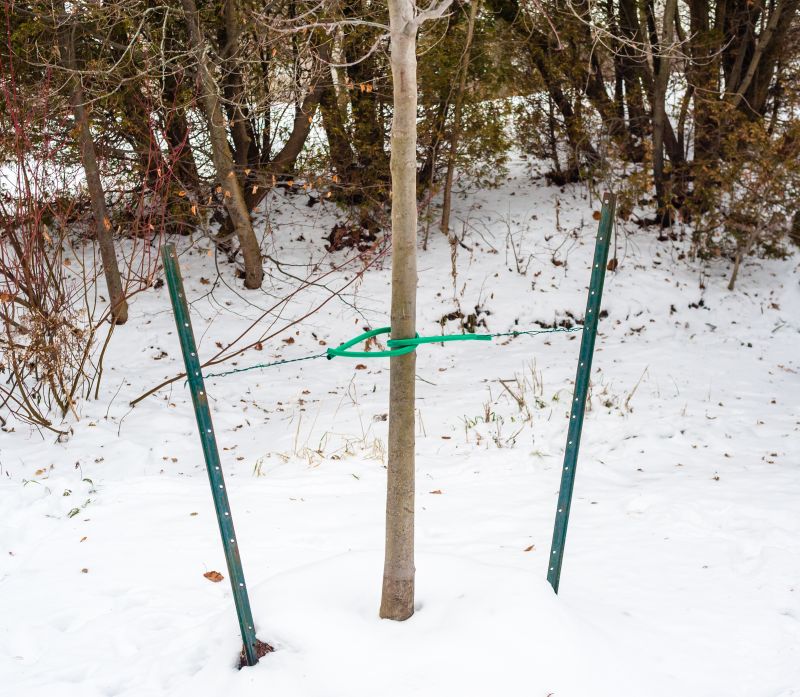 Tree Cutting in Snow